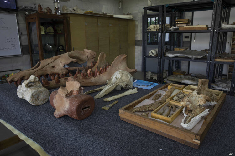 أحفورة الحوت رباعي الأرجل المكتشفة تعود لسلالة  «غير معروفة» 
